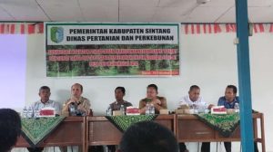 Distanbun Sintang Gelar Sosialisasi Kegiatan Pendaftaran Perkebunan Kelapa Sawit Rakyat